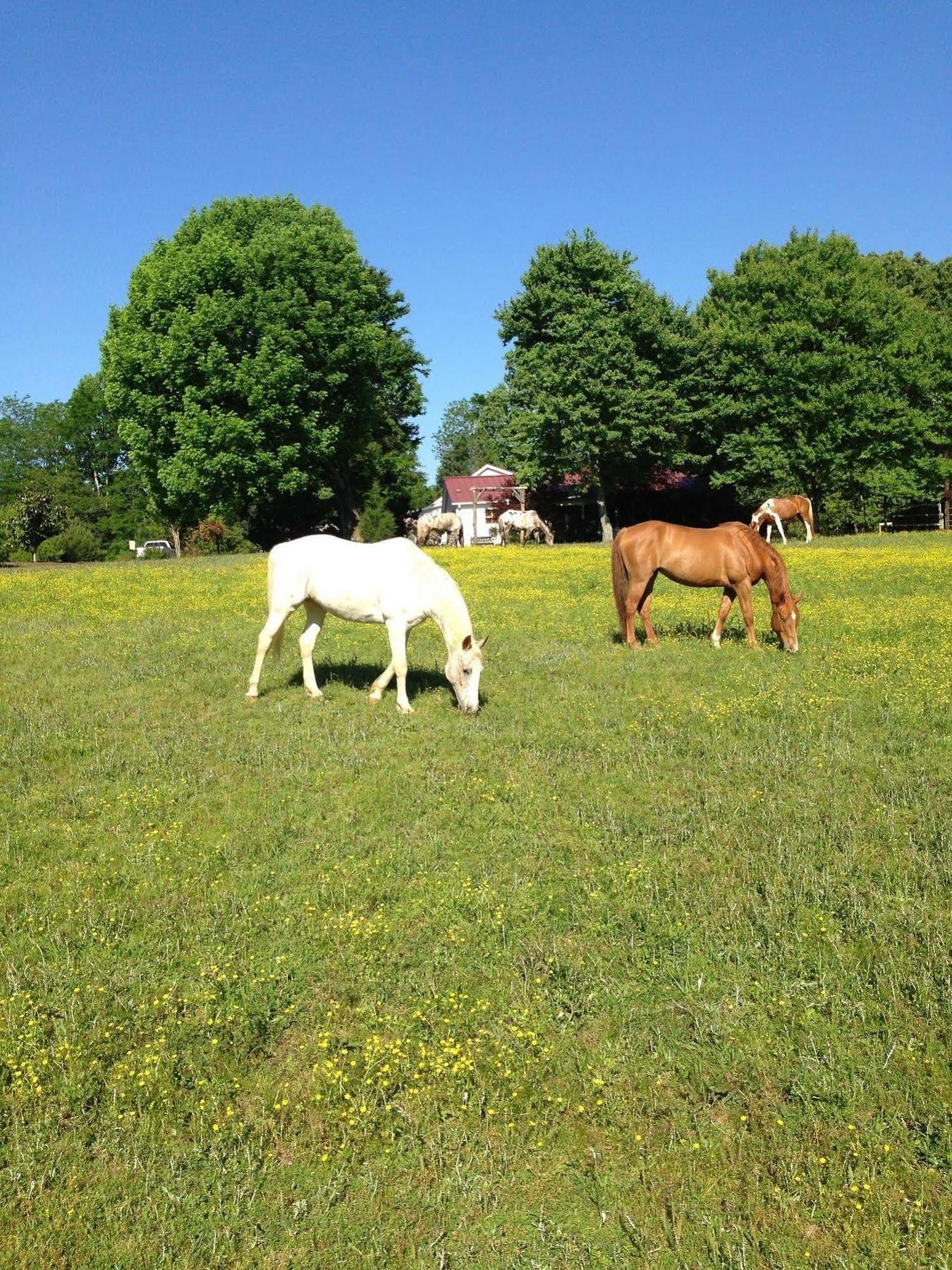 Meadow View Farm Bed & Breakfast Hernando Eksteriør bilde